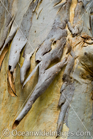 Scribbly Gum bark photo