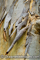 Scribbly Gum bark Photo - Gary Bell