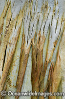 Scribbly Gum bark Photo - Gary Bell