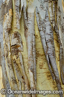 Scribbly Gum bark Photo - Gary Bell