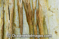 Scribbly Gum bark Photo - Gary Bell