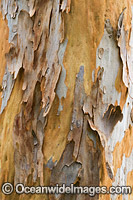 Gum Tree bark Photo - Gary Bell