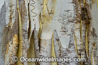 Scribbly Gum bark Photo - Gary Bell