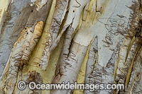 Scribbly Gum bark Photo - Gary Bell