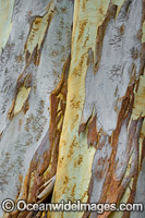 Scribbly Gum bark Photo - Gary Bell