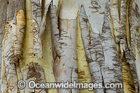 Scribbly Gum bark Photo - Gary Bell