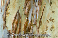 Scribbly Gum bark Photo - Gary Bell