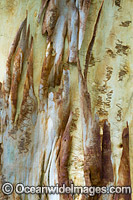 Scribbly Gum bark Photo - Gary Bell