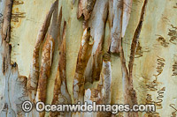 Scribbly Gum bark Photo - Gary Bell