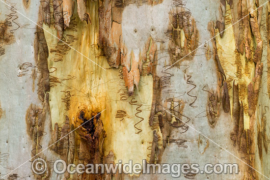 Scribbly Gum bark photo