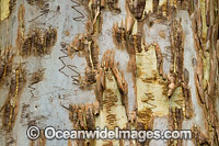 Scribbly Gum bark Photo - Gary Bell