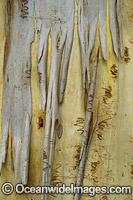 Scribbly Gum bark Photo - Gary Bell