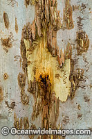 Scribbly Gum bark Photo - Gary Bell