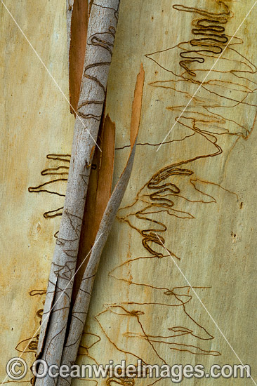 Scribbly Gum bark photo Scribbly Gum bark photo