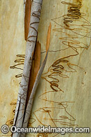 Scribbly Gum bark Photo - Gary Bell