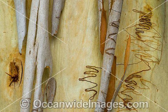 Scribbly Gum bark photo