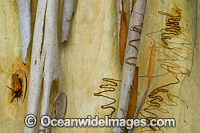 Scribbly Gum bark Photo - Gary Bell