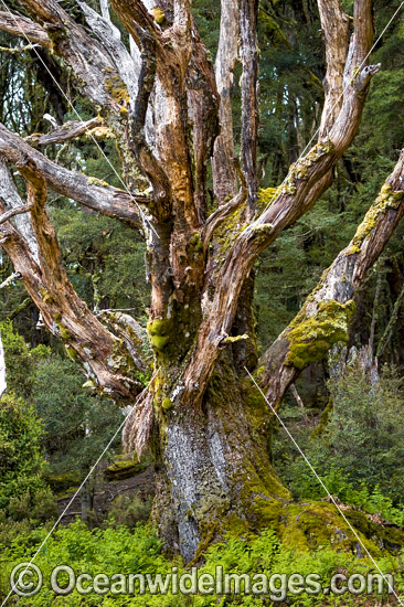 Tree Cradle Mountain photo