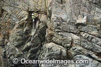 Rock Climber Beowulf Wall Photo - Gary Bell