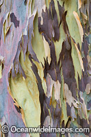 Spotted Gum bark Photo - Gary Bell