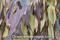Spotted Gum bark Photo - Gary Bell