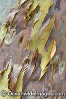 Spotted Gum bark Photo - Gary Bell