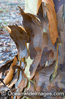 Spotted Gum bark Photo - Gary Bell