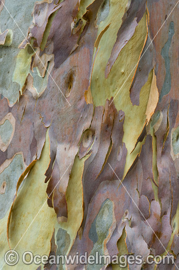 Spotted Gum bark photo Spotted Gum bark photo