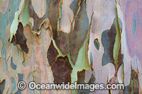 Spotted Gum bark Photo - Gary Bell