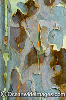 Spotted Gum bark Photo - Gary Bell
