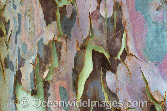 Spotted Gum bark photo Spotted Gum bark photo