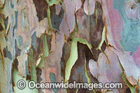 Spotted Gum bark Photo - Gary Bell
