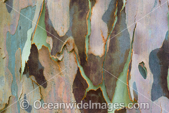 Spotted Gum bark photo