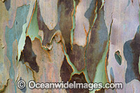 Spotted Gum bark Photo - Gary Bell