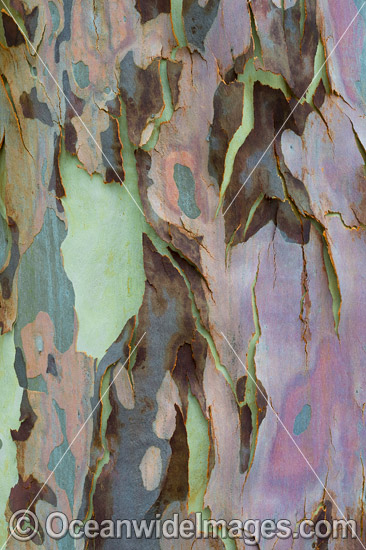 Spotted Gum bark photo Spotted Gum bark photo