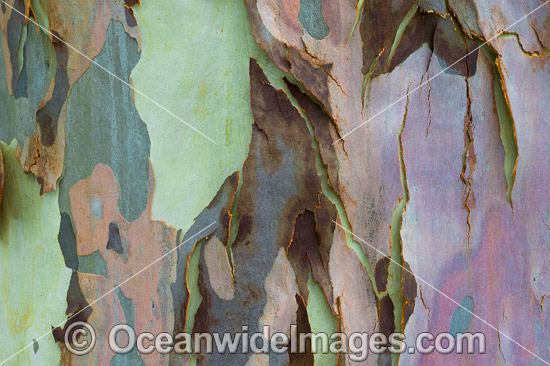 Spotted Gum bark photo Spotted Gum bark photo