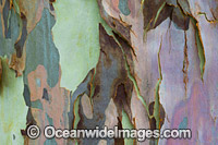 Spotted Gum bark Photo - Gary Bell
