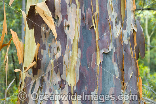 Spotted Gum bark photo Spotted Gum bark photo