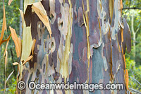 Spotted Gum bark Photo - Gary Bell