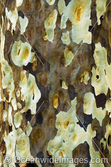 Spotted Gum bark photo Spotted Gum bark photo
