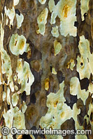 Spotted Gum bark Photo - Gary Bell