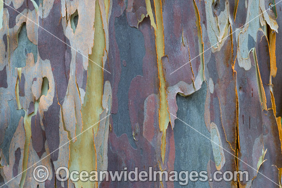 Spotted Gum bark photo