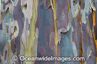 Spotted Gum bark Photo - Gary Bell