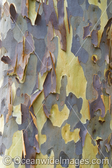 Spotted Gum bark photo Spotted Gum bark photo