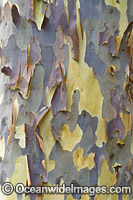Spotted Gum bark Photo - Gary Bell