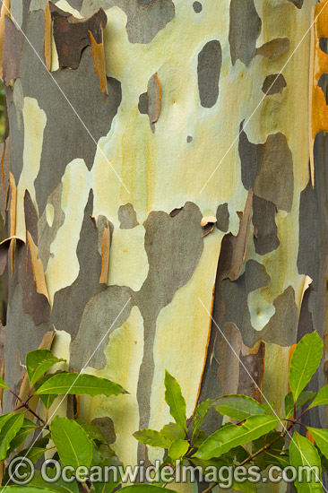 Spotted Gum bark photo Spotted Gum bark photo