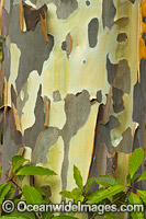 Spotted Gum bark Photo - Gary Bell