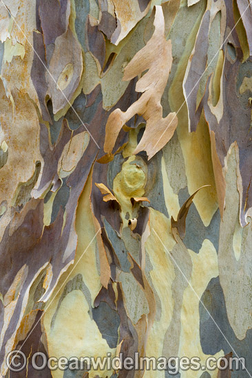 Spotted Gum bark photo Spotted Gum bark photo