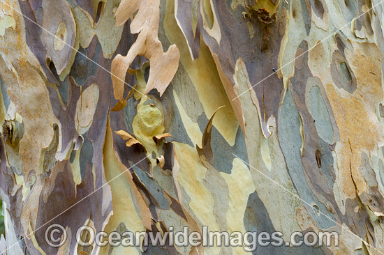 Spotted Gum bark photo Spotted Gum bark photo