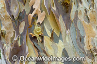 Spotted Gum bark Photo - Gary Bell
